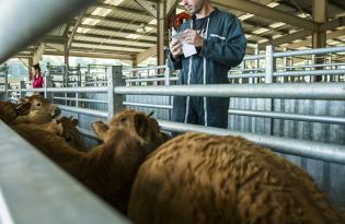 Le commerce extérieur des productions bovines