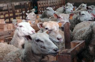 Le commerce extérieur des productions ovines