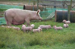 Chiffres clés de la viande porcine