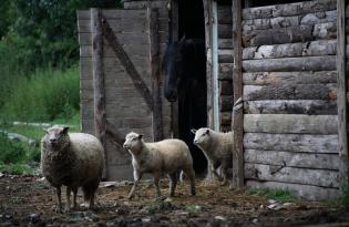 Le secteur ovin dans le monde