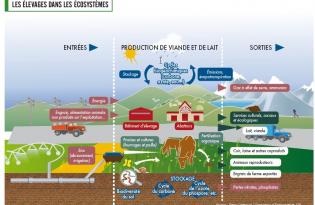 L’élevage en interaction permanente avec son environnement