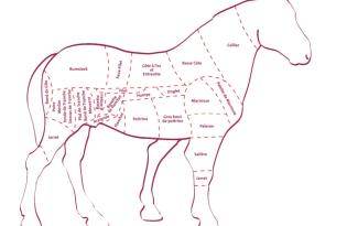 Les morceaux du cheval