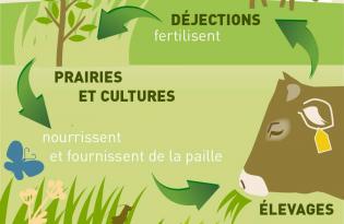 L'alimentation des herbivores : place de l’herbe et lien au sol