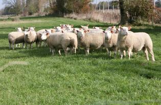 Chiffres clés de la viande ovine