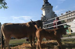 Atlas Île-De-France de l'élevage herbivore