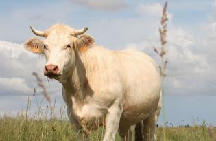 Atlas de l'élevage herbivore de la région Auvergne-Rhône-Alpes