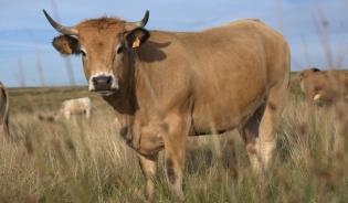 Aubrac