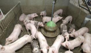 L'organisation de l'élevage porcin en France