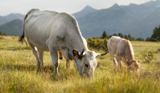 La rumination chez les bovins