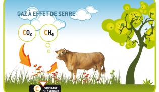 Rot des vaches, méthane et stockage de carbone