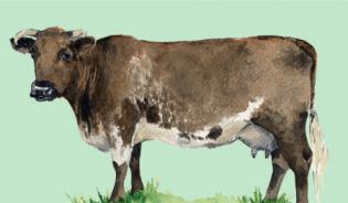 Shorthorn