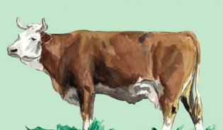 Simmental Italienne