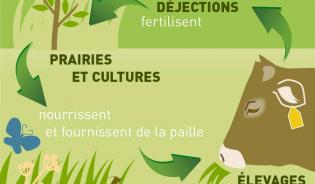 L'alimentation des herbivores : place de l’herbe et lien au sol