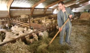 L'organisation de l’élevage ovin en France