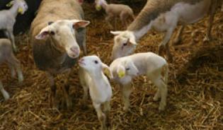 La reproduction des ovins