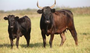 Camarguaise