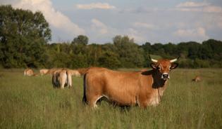 Comment réduire l'impact de l'élevage sur l'effet de serre ?