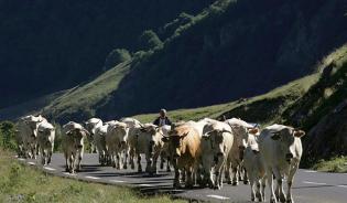 La transhumance : une tradition d'élevage adaptée au territoire