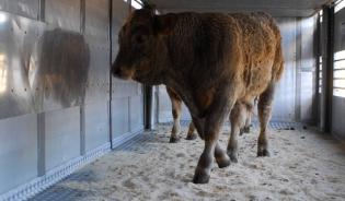 Le transport et le bien-être des animaux 