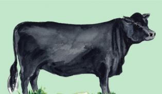 Aberdeen Angus