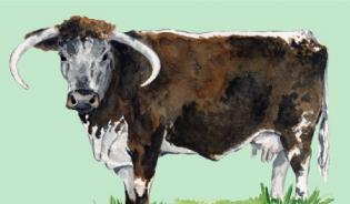 English Longhorn