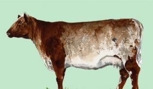 Shorthorn