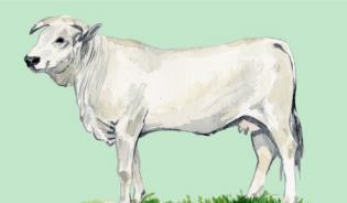 Chianina