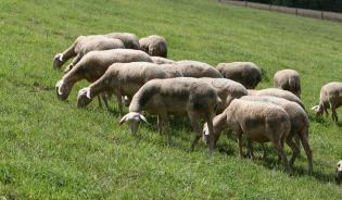 L'élevage herbivore et l'aménagement du territoire