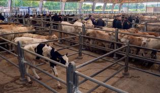 Le bien-être dans les marchés aux bestiaux 