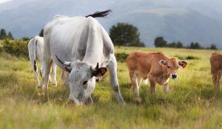 La biodiversité et le rôle écologique des prairies