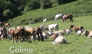 Transhumance en Aquitaine