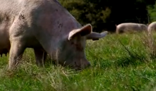 Elevage des porcs - Une alimentation équilibrée et contrôlée