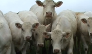 Une vache à l'herbe, c'est économique