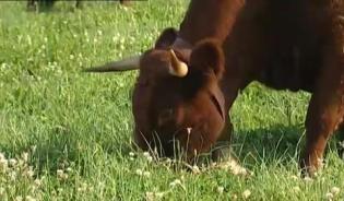 Elevage des bovins - Une alimentation adaptée et sécurisée