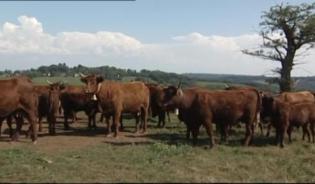 Elevage des bovins - L'organisation de l'élevage en France