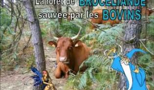 La forêt de Brocéliande sauvée par les bovins