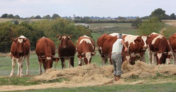 Lalimentation Des Bovins Animal Elevage La Viandefr