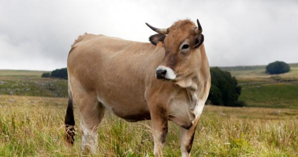 Les races bovines | Animal & Elevage | La-Viande.fr