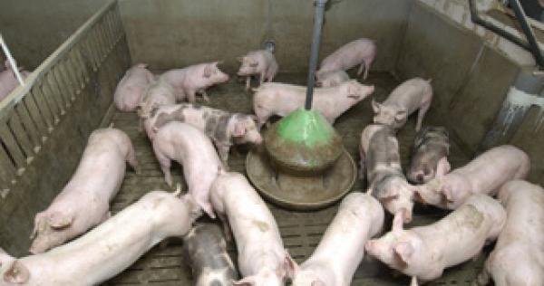 L Organisation De L Elevage Porcin En France Animal Elevage La Viande Fr