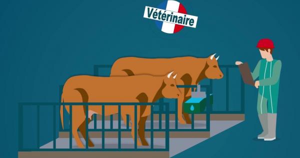 Les étapes d'abattage des animaux à l'abattoir | Environnement ...