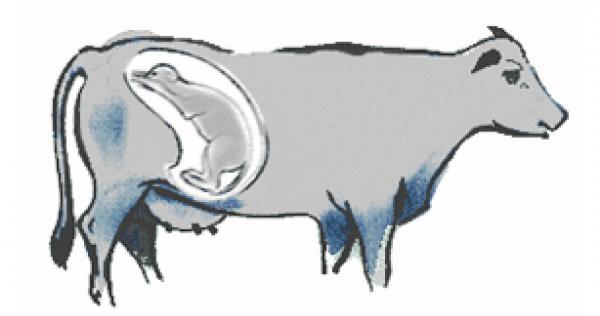 Reproduction Des Bovins Animal Elevage La Viande Fr Reproduction Des Bovins Animal Elevage La Viande Fr