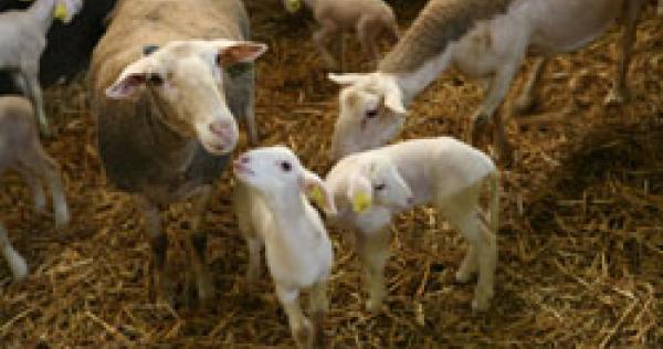 La Reproduction Des Ovins Animal Elevage La Viande Fr