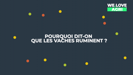 Pourquoi dit-on que les vaches ruminent ?