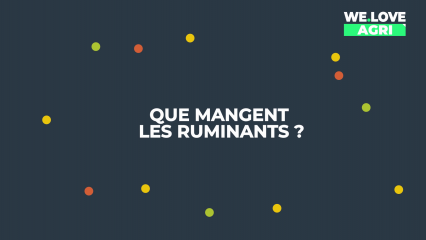 Que mangent les ruminants ?