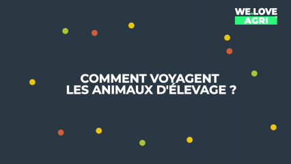 Comment voyagent les animaux d'élevage ?