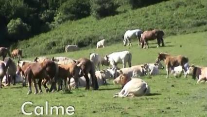 Transhumance en Aquitaine