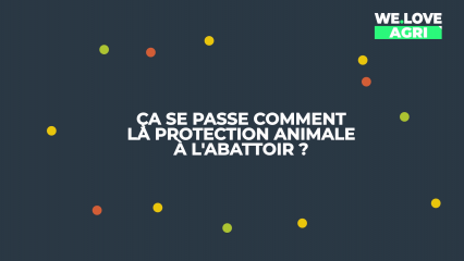 Ca se passe comment la protection animale à l'abattoir ?