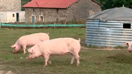 Elevage des porcs - Une santé et une hygiène surveillées