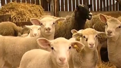 Elevage des ovins - Une surveillance quotidienne