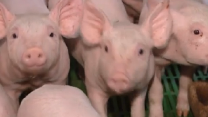 Elevage des porcs - L’organisation de l’élevage en France